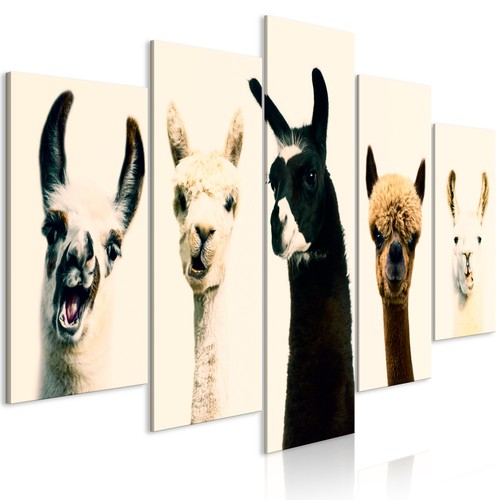 Llama alpaca canvas print - llama,